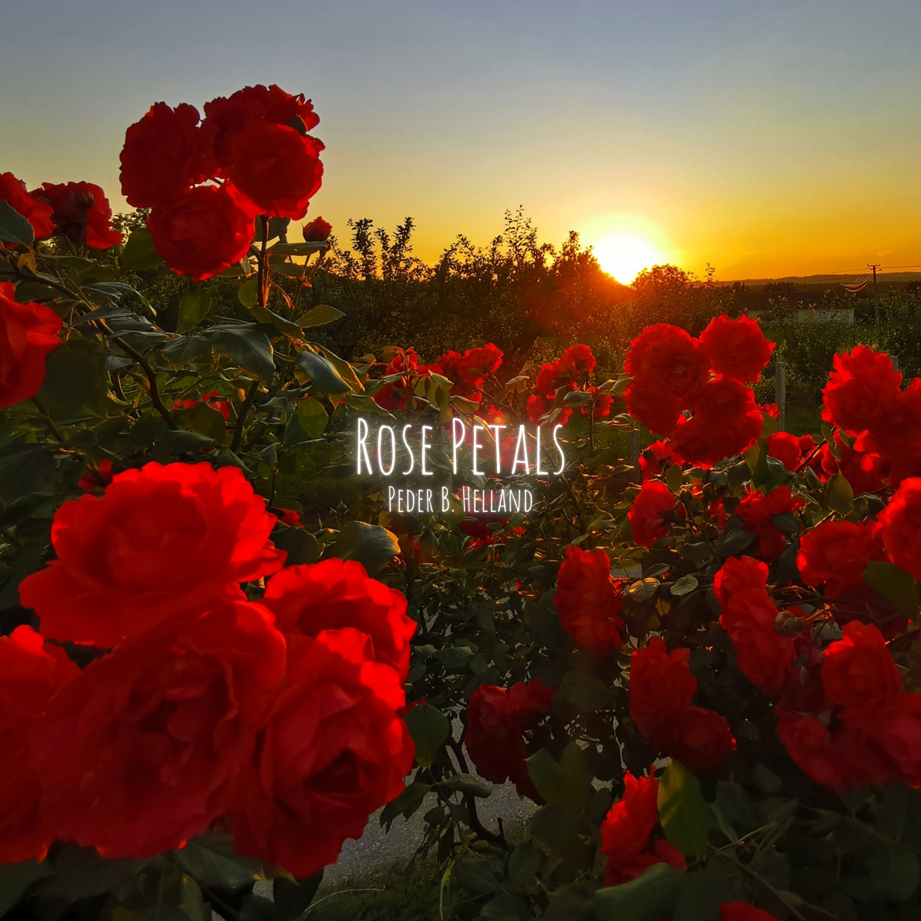 Rose Petals